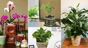 Vastu Shastra Plants And Trees Helps In