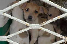 Unregistered Shelters, Street Dogs, and the Healthy Dog Importation …