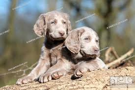 dog weimaraner longhair two puppies