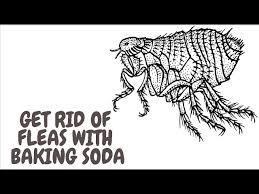 get rid of fleas with baking soda you