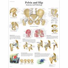 Pelvis And Hip Chart Anatomy And Pathology