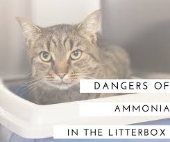 ammonia in your cat s litterbox
