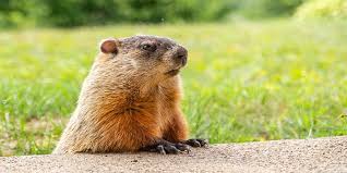 How to install a fence correctly? How To Trap A Woodchuck Groundhog What Bait To Use