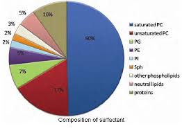 The Pie Chart Represents The Composition Of Surfactant From