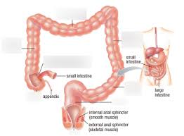 large intestine diagram quizlet