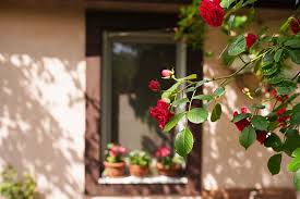 How To Plan A Rose Garden Gardener S Path