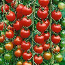 tomato gardeners delight the nunhead