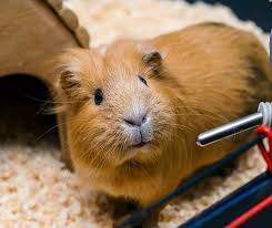 how to care for your guinea pig rspca nsw