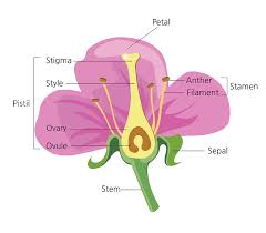 The base of a flower; Parts Of A Flower And Their Functions With Diagram Trees Com