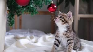 Find professional kitten videos and stock footage available for license in film, television, advertising and corporate uses. Kitten Stock Video Footage 4k And Hd Video Clips Shutterstock