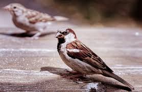 Disappearance Of Urban House Sparrows