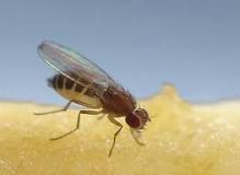 Where do fruit flies come from all of a sudden?