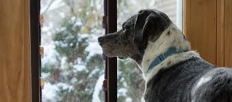 Winterizing Your In Glass Dog Door