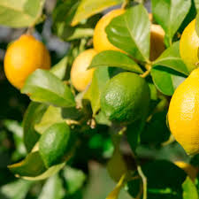 Cocktail Tree Meyer Lemon Key Lime