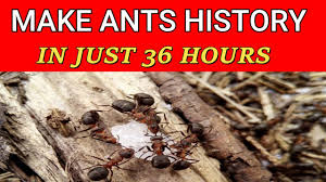 how to get rid of ants naturally in