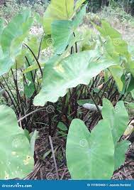 Kol Kosu or Elephant Ear, Known Worldwide, is One of the Spirits Found in  the North-east of India.. Stock Photo - Image of warm, bangladesh: 191069406