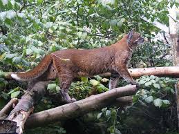 Asian golden cat images, videos and the asian golden cat is one that is medium in size. Asian Golden Cat Alchetron The Free Social Encyclopedia