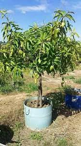 All Season Grafted Baramasi Mango Plant