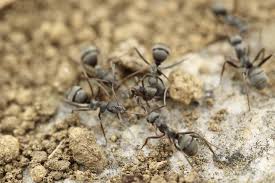 Die kleinen hautflügler siedeln sich normalerweise außerhalb des gebäudes in. Ameisen In Haus Und Garten Bekampfen Futura Gmbh