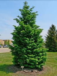 Choosing Evergreens For Your Landscape