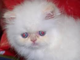 Blue Eye Teacup Persian Himalayan Kittens Brooklyn New York For Sale In  gambar png