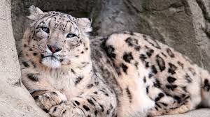 mac os x snow leopard wallpaper hd 60