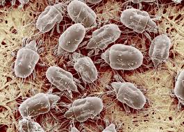 what are mold mites how to get rid of