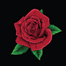 red rose ilration on a black