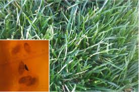 Grass Disease Identification Anco Turf