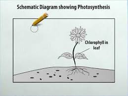 Class 7 Science Schematic Diagram Showing Photosynthesis