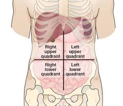 Any of the structures of the upper right abdomen can become inflamed due to infectious causes or. Ch 23 Abdomen Flashcards Quizlet
