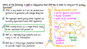 adaptations a dna molecule
