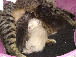 #11 midwestern highlanders has male kittens available. Tweeters R Readers Tweetrsrreaders Twitter