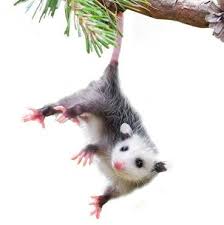 get rid of opossums opossum removal