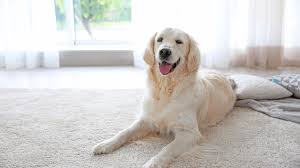 can chem dry remove pet urine stains