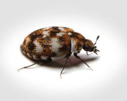 varied carpet beetles treatment