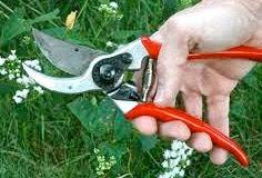 byp or anvil pruners we ask the
