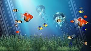 fish tank moving hd wallpapers pxfuel
