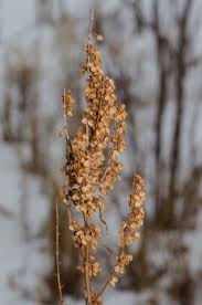 Rumex crispus - Michigan Flora