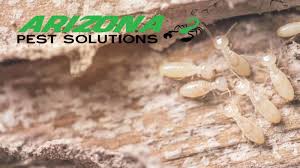 4 types of termites in arizona and how