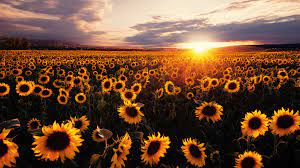 Sunrise Sunflowers Flower Field Nature ...