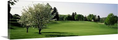 Fairway W 2 White Dogwood Trees Baltimore Country Club Five Farms Course Md Usa Large Solid Faced Canvas Wall Art Print Great Big Canvas