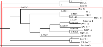 Phylogenetic Chart Of Several Cocoa Genotypes Based On The