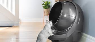 So what is a rex? Grey Is The New Black A Look At Grey Cat Breeds Litter Robot Blog
