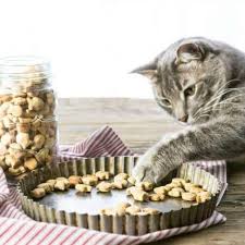 homemade cat treats recipe 3