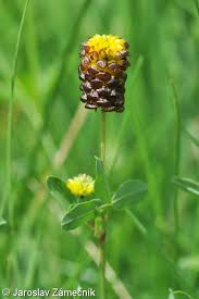 Trifolium spadiceum – jetel kaštanový | Pladias: Database of the ...