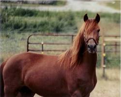 Image of Morgan horse