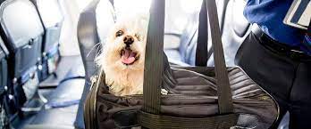 united airlines pet travel policy