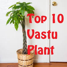 Top 10 Feng Shui Plants For Your Home