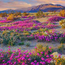 will the rare desert wildflower burst